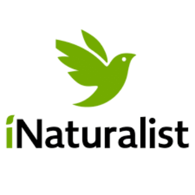 Group logo of iNaturalist WG (iNat WG)